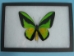 Framed Butterfly: Ornithoptera goliath: Gallery Item - 1236-G08 (Y1GRH)