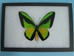 Framed Butterfly: Ornithoptera goliath: Gallery Item - 1236-G08 (10URM1)