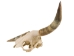 Steer Skull with Horns: Gallery Item - 15-217-G04 (Y1K)