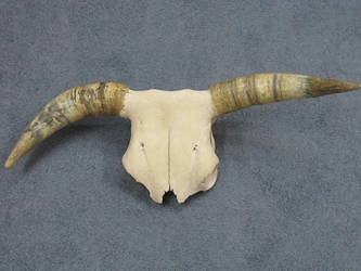 Steer Skull with Horns: Gallery Item 