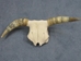 Steer Skull with Horns: Gallery Item - 15-217-G04 (Y1K)