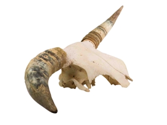 Steer Skull with Horns: Gallery Item 