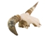 Steer Skull with Horns: Gallery Item - 15-217-G04 (Y1K)