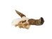 Weathered Steer Skull with Horns: Gallery Item - 15-217-W-G13 (Y3HRH)