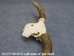 Weathered Steer Skull with Horns: Gallery Item - 15-217-W-G13 (Y1J)