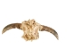 Weathered Steer Skull with Horns: Gallery Item - 15-217-W-G13 (Y3HRH)
