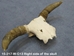 Weathered Steer Skull with Horns: Gallery Item - 15-217-W-G13 (Y1J)
