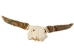 Weathered Steer Skull with Horns: Gallery Item - 15-217-W-G13 (Y3HRH)