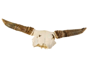 Weathered Steer Skull with Horns: Gallery Item 