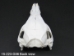 Wild Boar Skull with tusks: Gallery Item - 15-223-G06 (Y2PRJ)