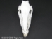 Wild Boar Skull with tusks: Gallery Item - 15-223-G06 (Y2PRJ)