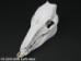 Wild Boar Skull with tusks: Gallery Item - 15-223-G06 (Y2PRJ)