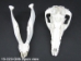 Wild Boar Skull with tusks: Gallery Item - 15-223-G06 (Y2PRJ)