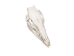 Wild Boar Skull with tusks: Gallery Item - 15-223-G06 (Y2PRJ)