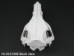 Wild Boar Skull with tusks: Gallery Item - 15-223-G08 (Y2PRJ)
