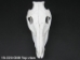 Wild Boar Skull with tusks: Gallery Item - 15-223-G08 (Y2PRJ)