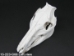 Wild Boar Skull with tusks: Gallery Item - 15-223-G08 (Y2PRJ)