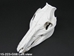 Wild Boar Skull with tusks: Gallery Item - 15-223-G08 (Y2P)