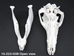 Wild Boar Skull with tusks: Gallery Item - 15-223-G08 (Y2P)