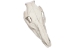 Wild Boar Skull with tusks: Gallery Item - 15-223-G08 (Y2PRJ)