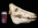 Wild Boar Skull with tusks: Gallery Item - 15-223-G16 (Y2PC02)
