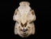 Wild Boar Skull with tusks: Gallery Item - 15-223-G16 (Y2PC02)