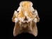 Wild Boar Skull with tusks: Gallery Item - 15-223-G16 (Y2PC02)