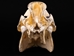 Wild Boar Skull with tusks: Gallery Item - 15-223-G16 (Y2P)