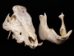Wild Boar Skull with tusks: Gallery Item - 15-223-G16 (Y2PC02)