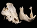 Wild Boar Skull with tusks: Gallery Item - 15-223-G16 (Y2P)