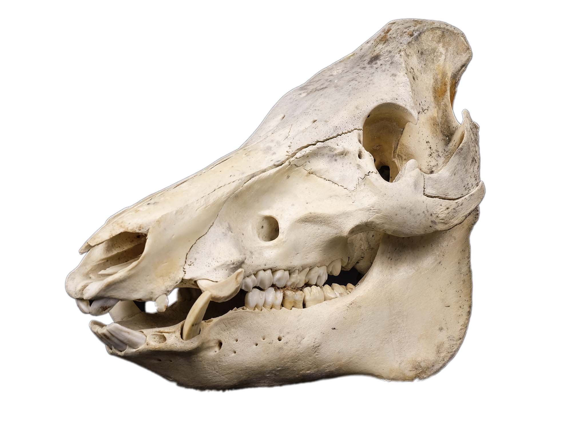 Класс млекопитающие череп. Скелет кабана бородавочника.