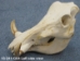 Warthog Skull: Gallery Item - 15-241-G04 (Y2PRF)