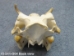 Warthog Skull: Gallery Item - 15-241-G04 (Y2PRF)