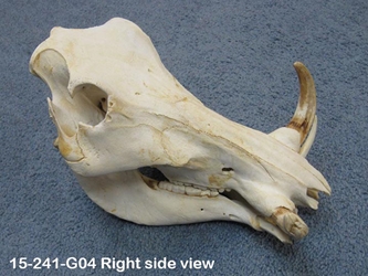 Warthog Skull: Gallery Item 