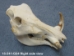 Warthog Skull: Gallery Item - 15-241-G04 (Y2PRF)