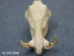 Warthog Skull: Gallery Item - 15-241-G04 (Y2PRF)