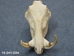 Warthog Skull: Gallery Item - 15-241-G04 (Y2P)