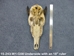 Weathered Nilgai Skull: #1: Gallery Item - 15-243-W1-G08 (Y2P)
