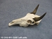Weathered Nilgai Skull: #1: Gallery Item - 15-243-W1-G08 (Y2P)