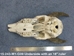 Weathered Nilgai Skull: #1: Gallery Item - 15-243-W1-G09 (Y2P)