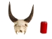 Weathered Nilgai Skull: #1: Gallery Item - 15-243-W1-G09 (Y3HRB)