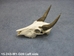Weathered Nilgai Skull: #1: Gallery Item - 15-243-W1-G09 (Y2P)