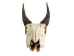 Weathered Nilgai Skull: #1: Gallery Item - 15-243-W1-G09 (Y3HRB)