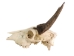Weathered Nilgai Skull: #1: Gallery Item - 15-243-W1-G09 (Y3HRB)