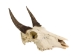 Weathered Nilgai Skull: #1: Gallery Item - 15-243-W1-G09 (Y3HRB)