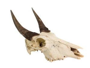 Weathered Nilgai Skull: #1: Gallery Item 