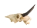Weathered Nilgai Skull: #1: Gallery Item - 15-243-W1-G10 (Y3HRB)