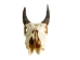 Weathered Nilgai Skull: #1: Gallery Item - 15-243-W1-G10 (Y3HRB)