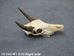 Weathered Nilgai Skull: #1: Gallery Item - 15-243-W1-G10 (Y2P)