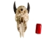 Weathered Nilgai Skull: #1: Gallery Item - 15-243-W1-G10 (Y3HRB)